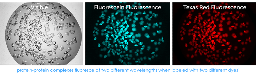 protein-protein-complexes