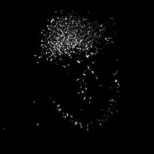 chiral crystals in lipidic cubic phase SHG