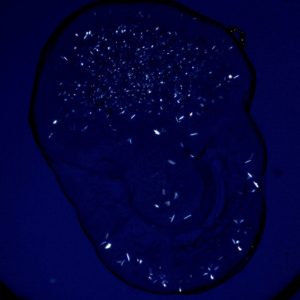 protein crystals captured with cross-polarizer