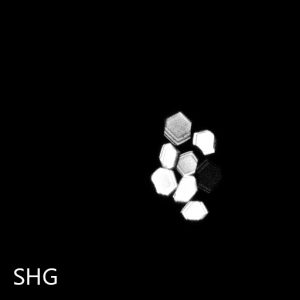 Protein Crystals SONICC second harmonic generation