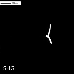 salt crystals - SONICC - second harmonic generation