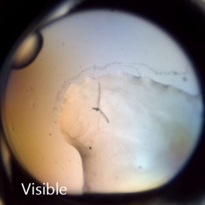 salt crystals - SONICC - visible light