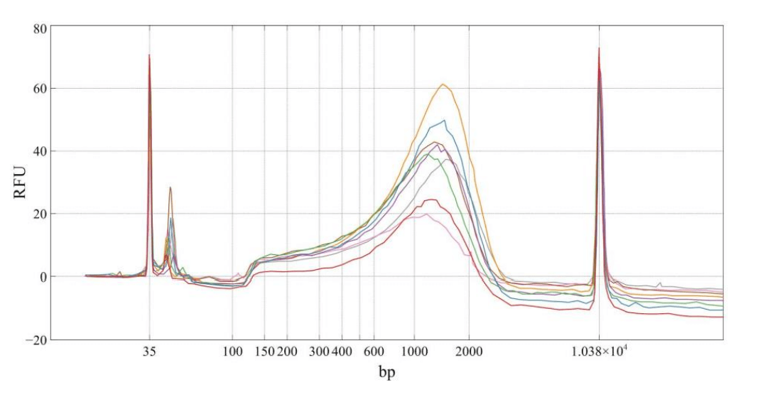 BioAnalyzer tracings of eight next generation sequencing libraries prepared from 8 unique samples of 1ng murine neuronal cell cDNA