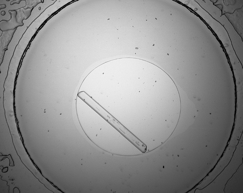 Figure-3.-Formation-of-ammonium-sulfate-crystals-after-5