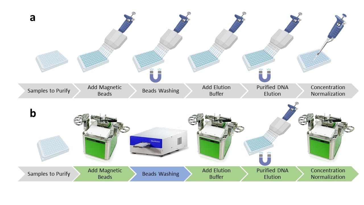 (a) Workflow of magnetic bead-based DNA purification, (b) Semi-automation using the Mantis and BlueWasher