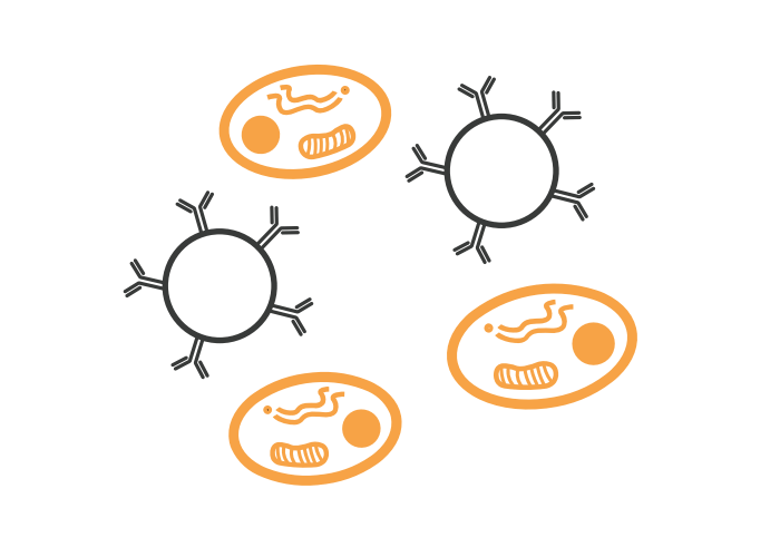 Cell & Bead-Based Assays