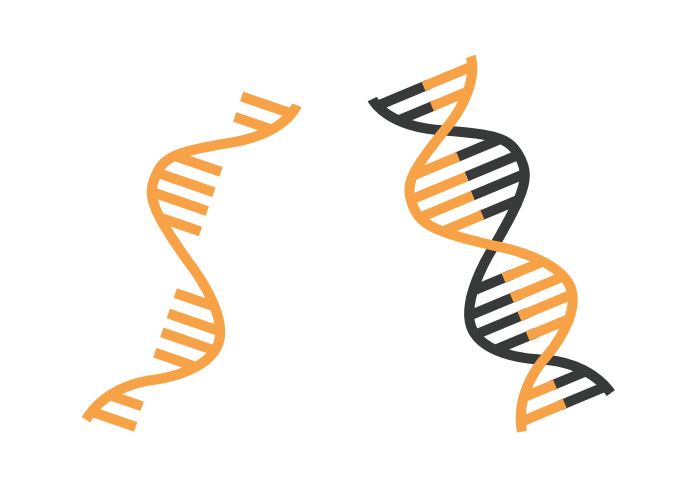Nucleic Acid Workflows
