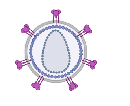 Virus Like Particles