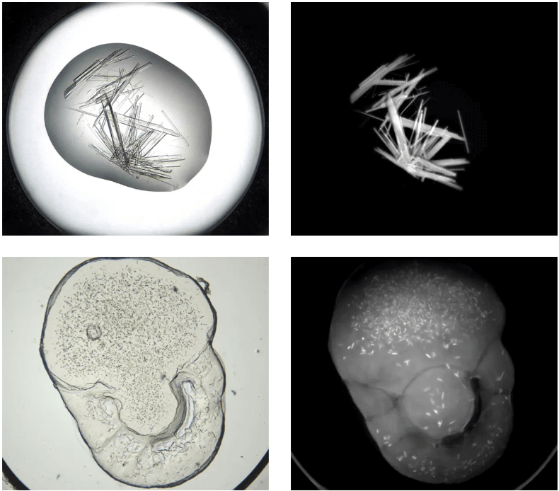 UltraViolet Imaging Protein